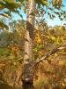 Cherry Prunus spp